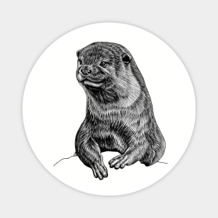 Asian small clawed otter ink illustration Magnet